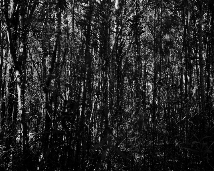 Forest Interiors – Astrid Korntheuer